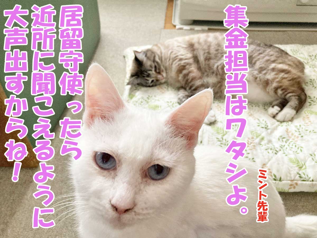 白猫ミント先輩