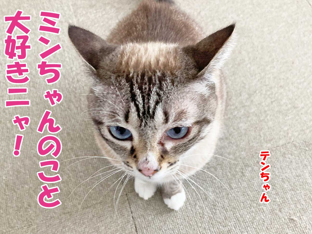 シャムミックスのテンちゃん