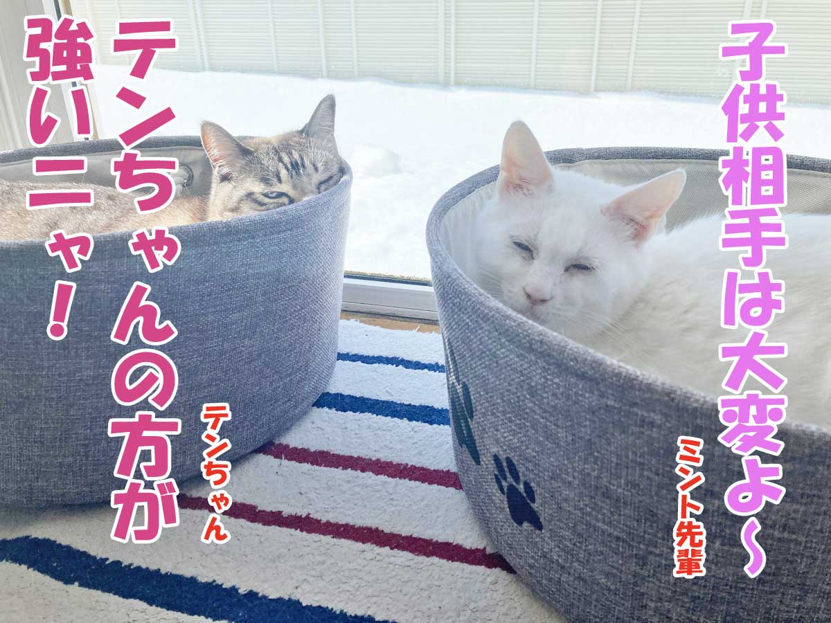 シャムミックスのテンちゃん・白猫ミントちゃん