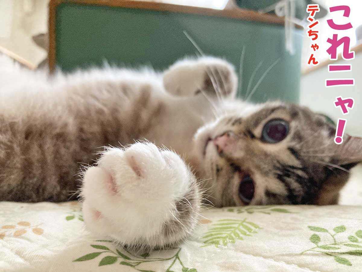 シャムミックスのテンちゃん