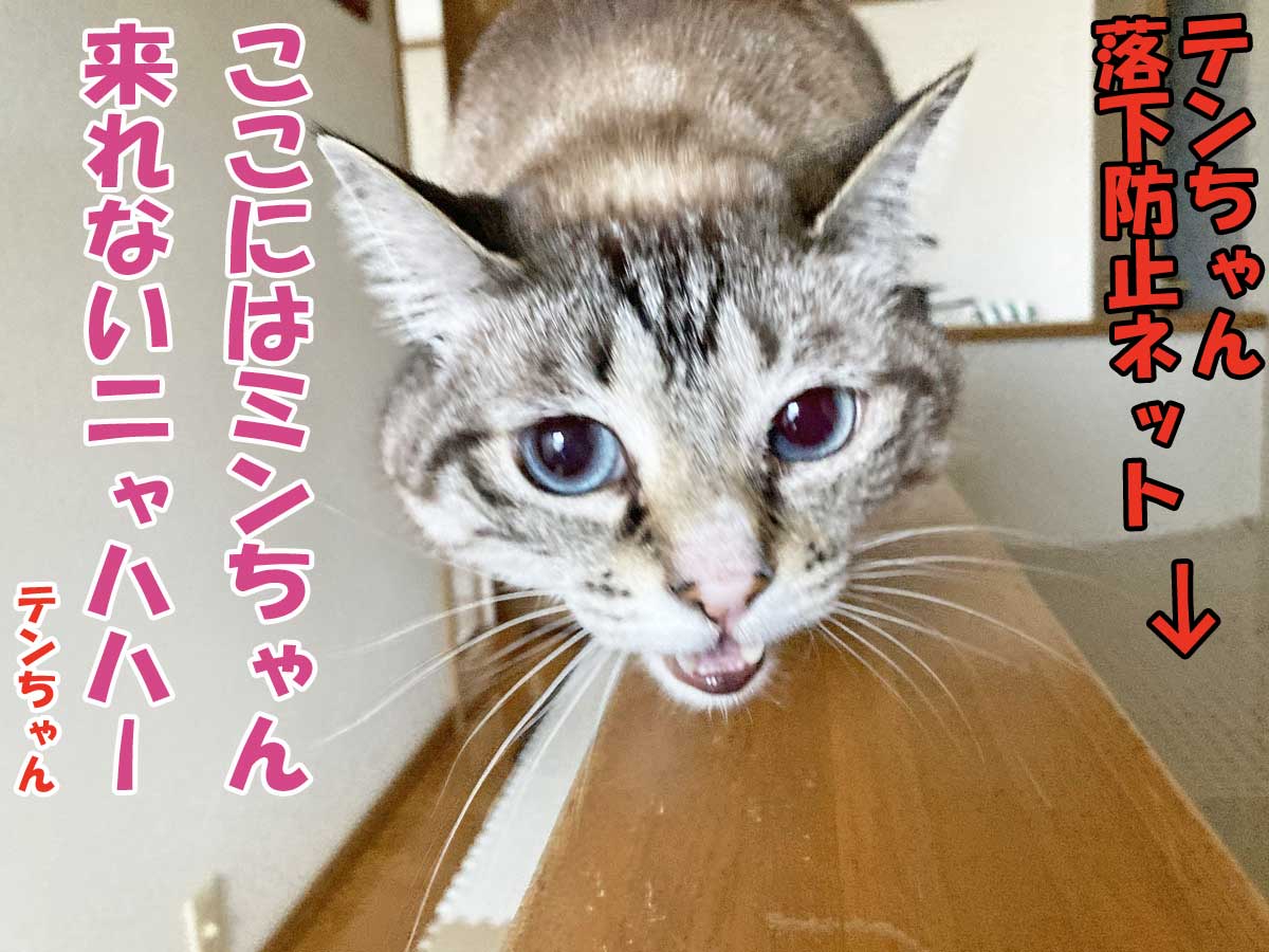 シャムミックスのテンちゃん