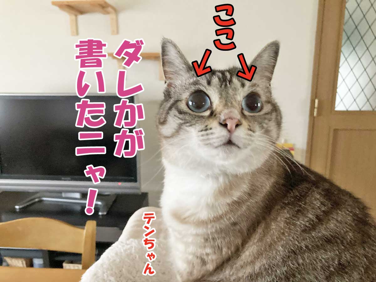 シャムミックスのテンちゃん