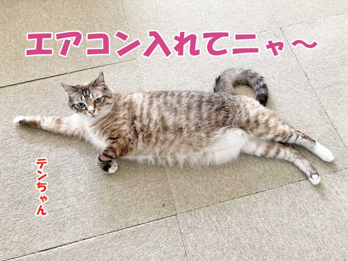 シャムミックスのテンちゃん