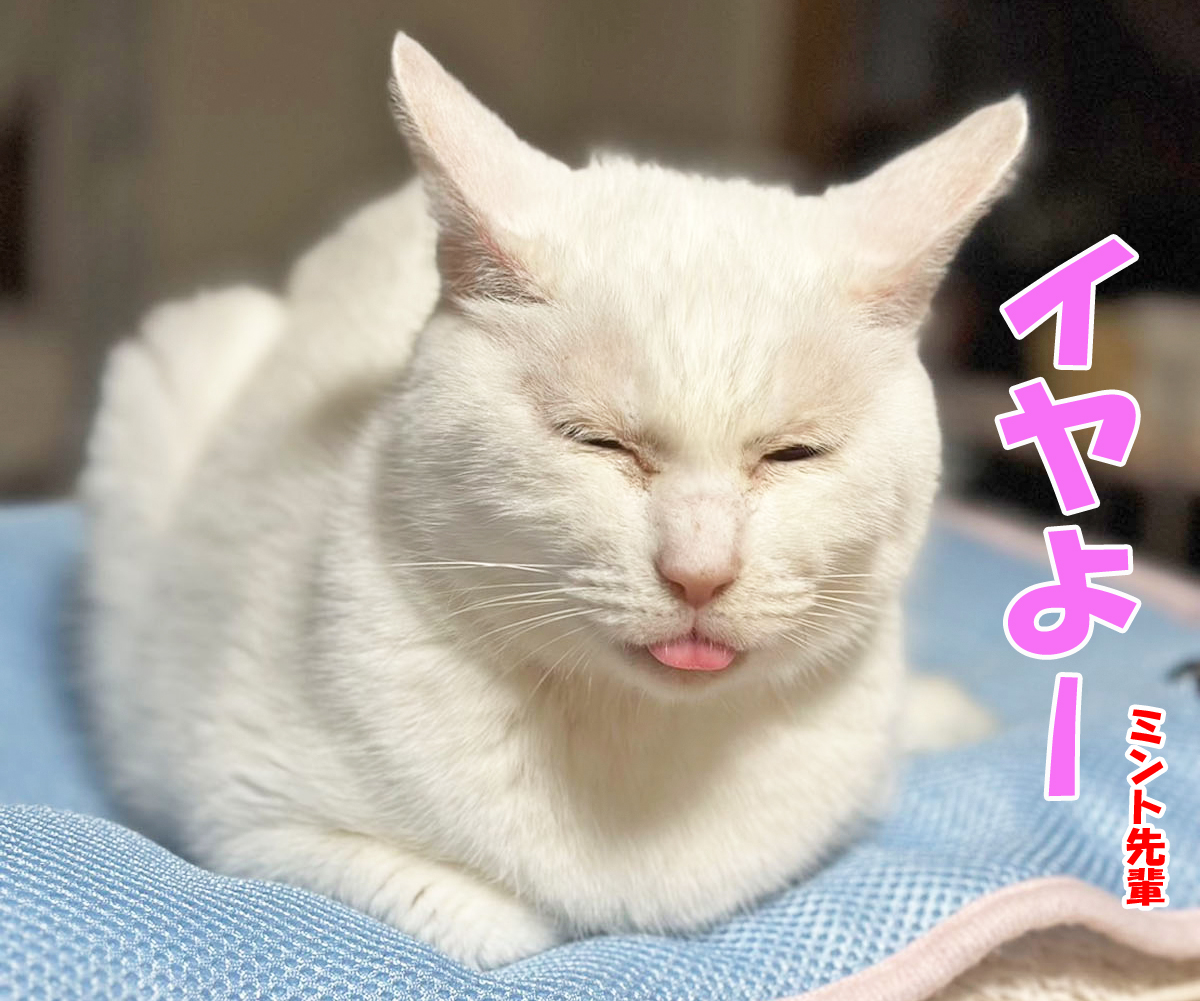 白猫ミント先輩