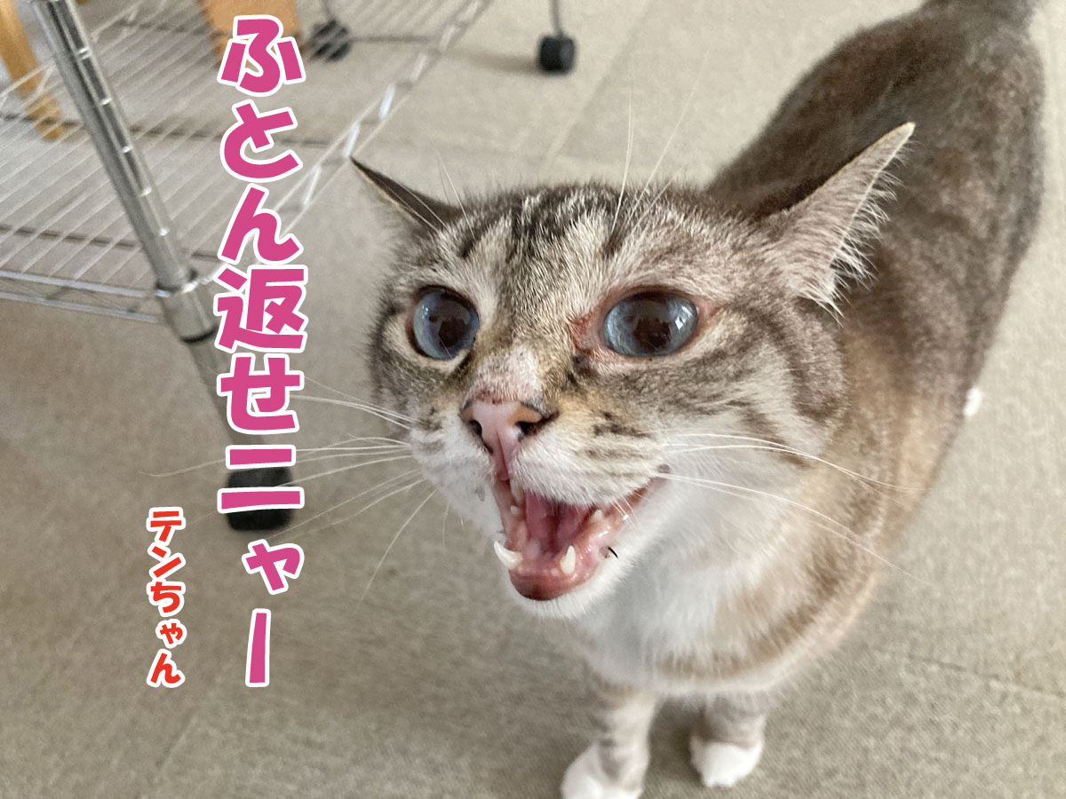シャムミックスのテンちゃん