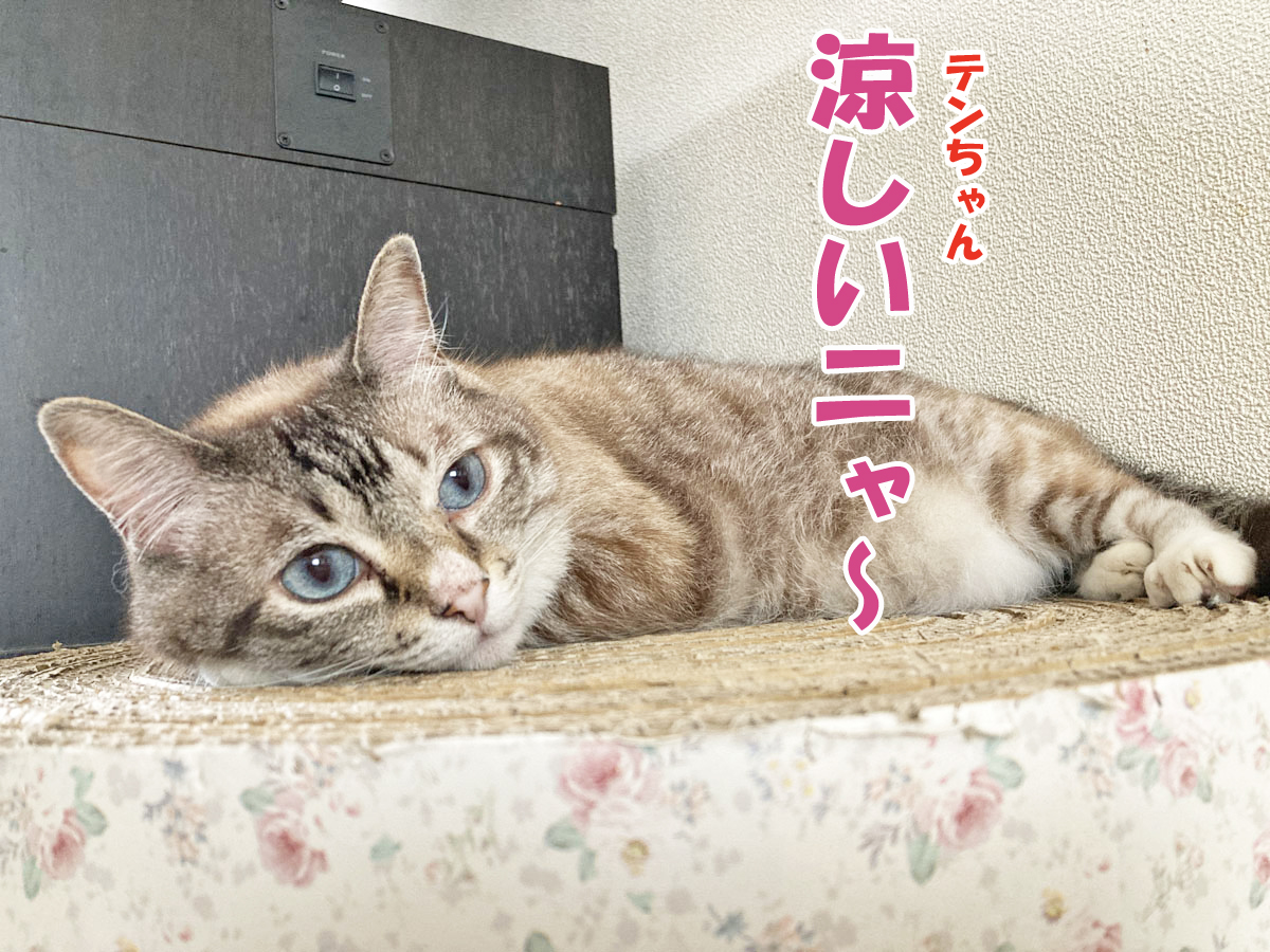 シャムミックスのテンちゃん