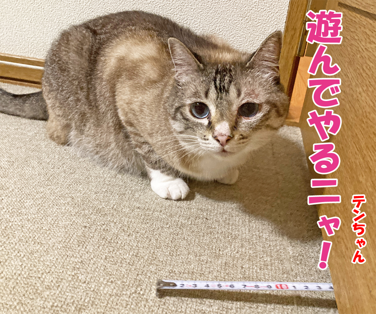 シャムミックスのテンちゃん