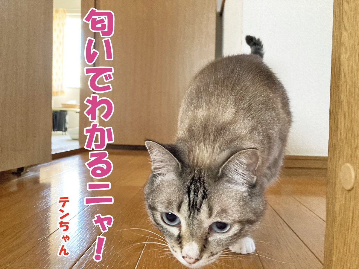 シャムミックスのテンちゃん