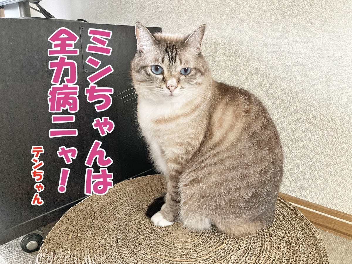 シャムミックスのテンちゃん
