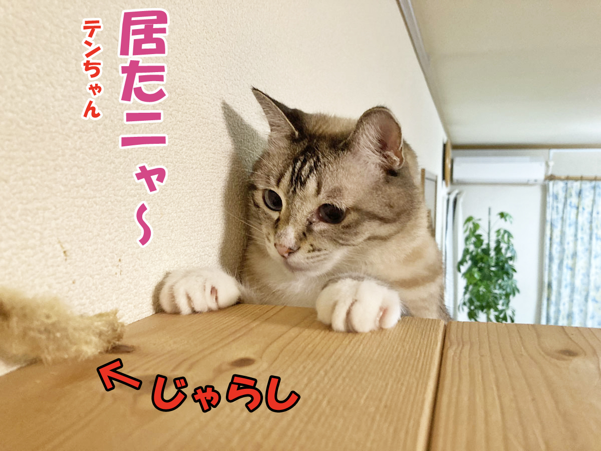 シャムミックスのテンちゃん