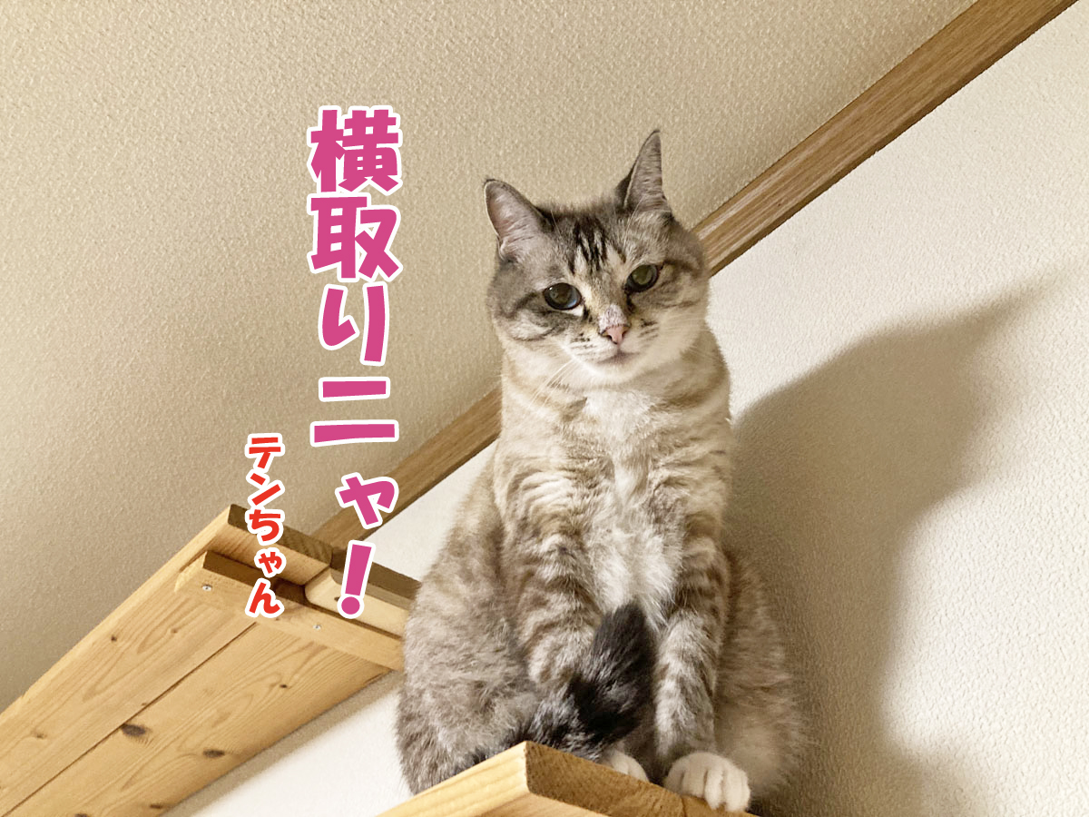 シャムミックスのテンちゃん