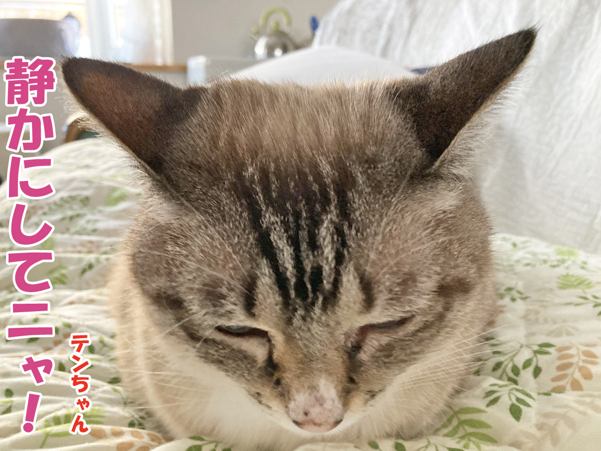 猫と神様のイカ耳コミュニケーション - チャンスとティアラ＋ココテン