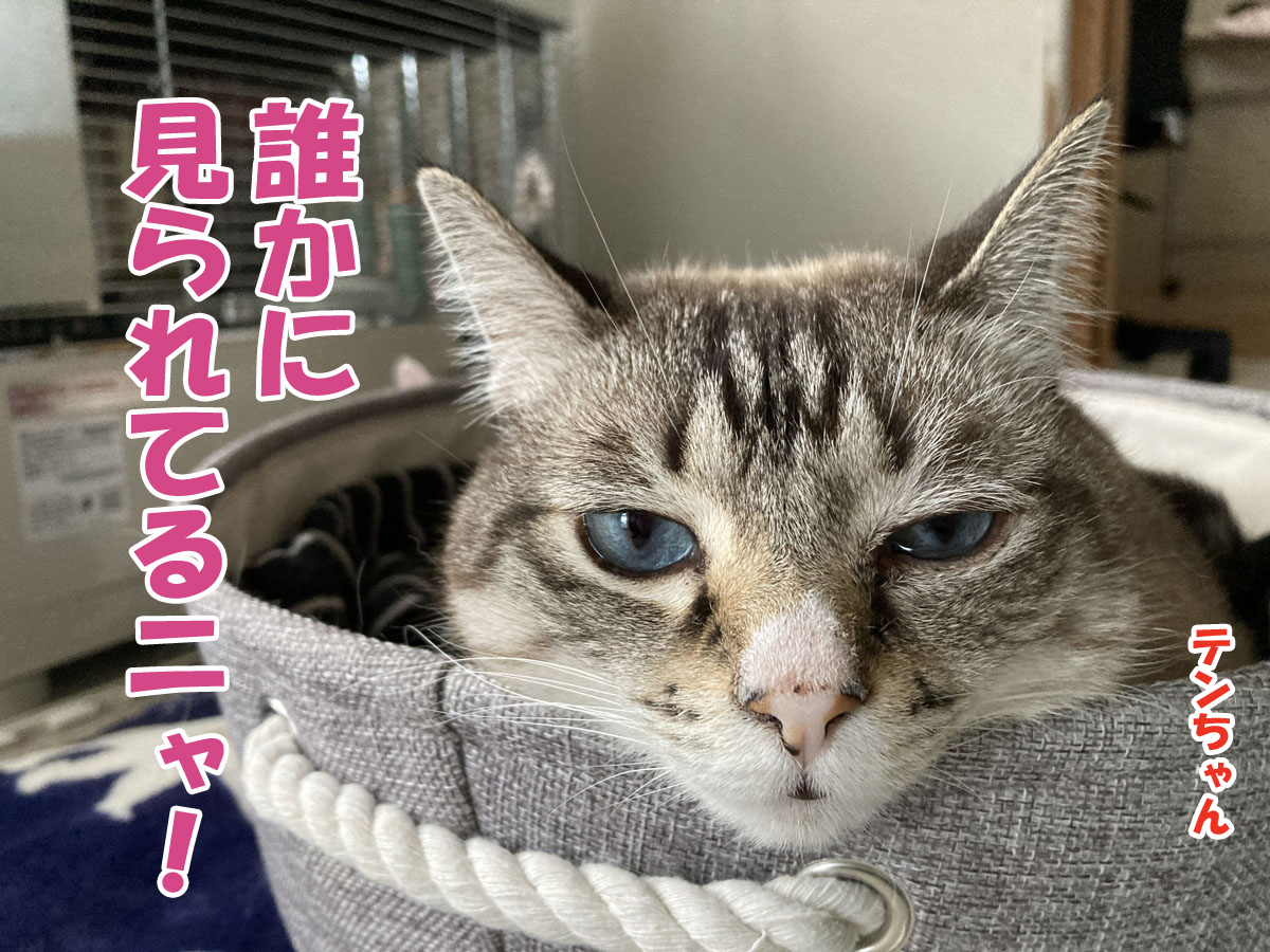 シャムミックスのテンちゃん