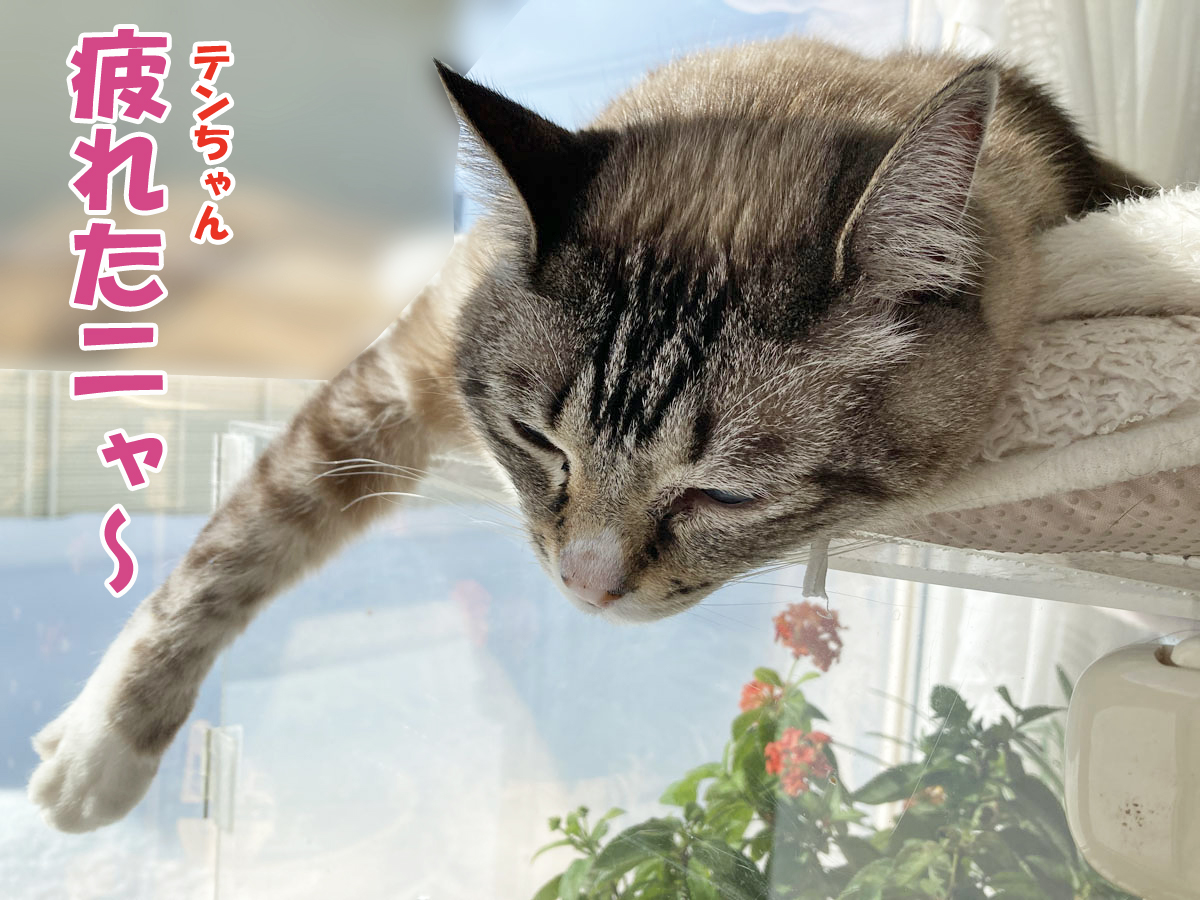 シャムミックスのテンちゃん