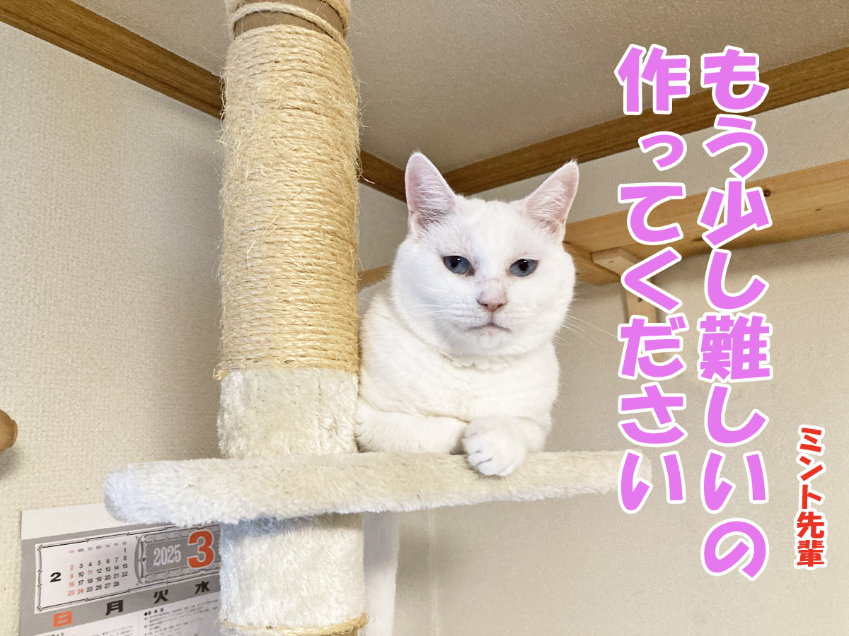 白猫ミント先輩