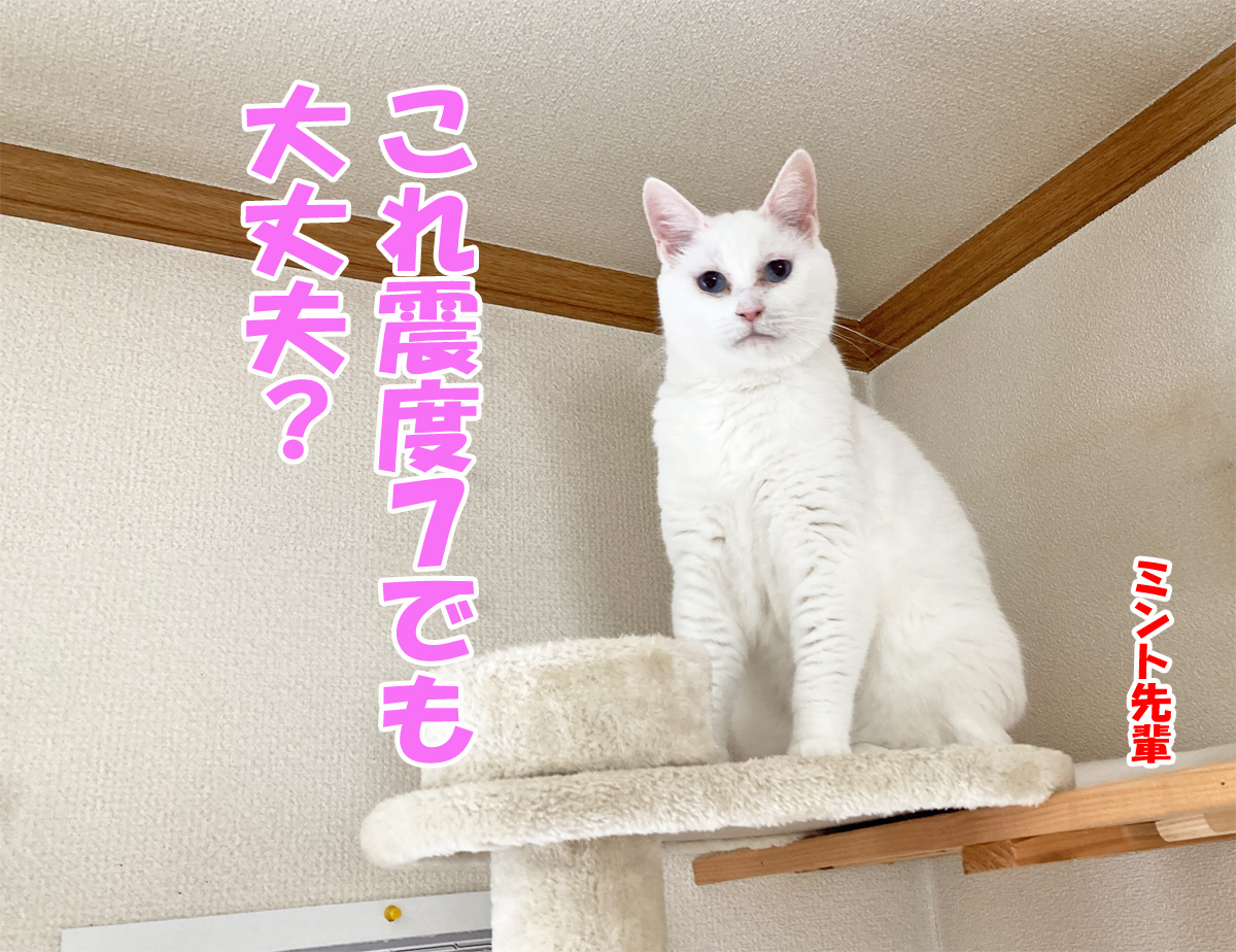 白猫ミント先輩