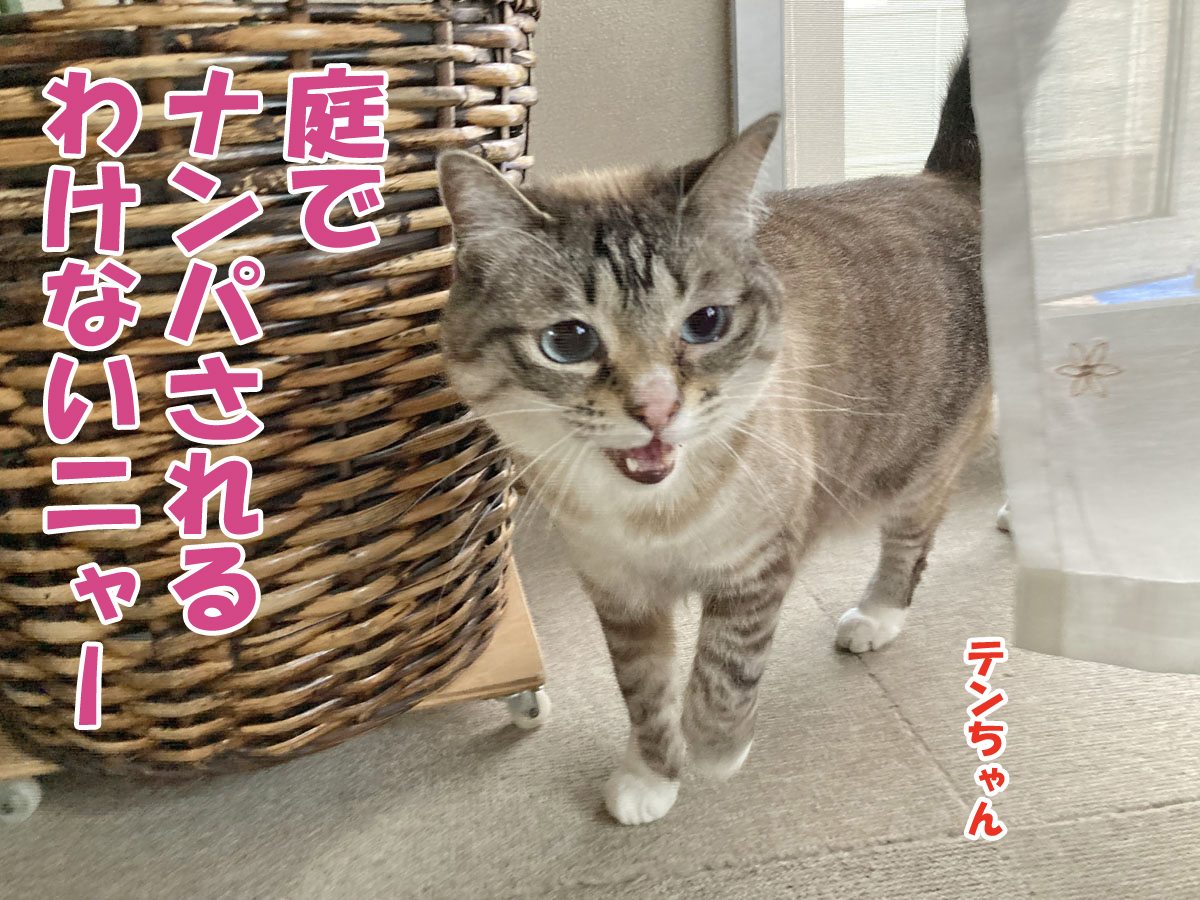 シャムミックスのテンちゃん