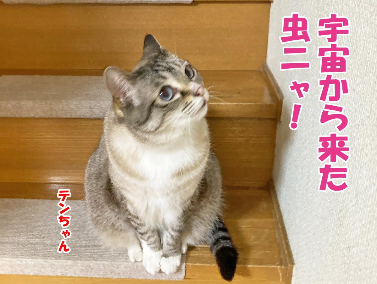 シャムミックスのテンちゃん
