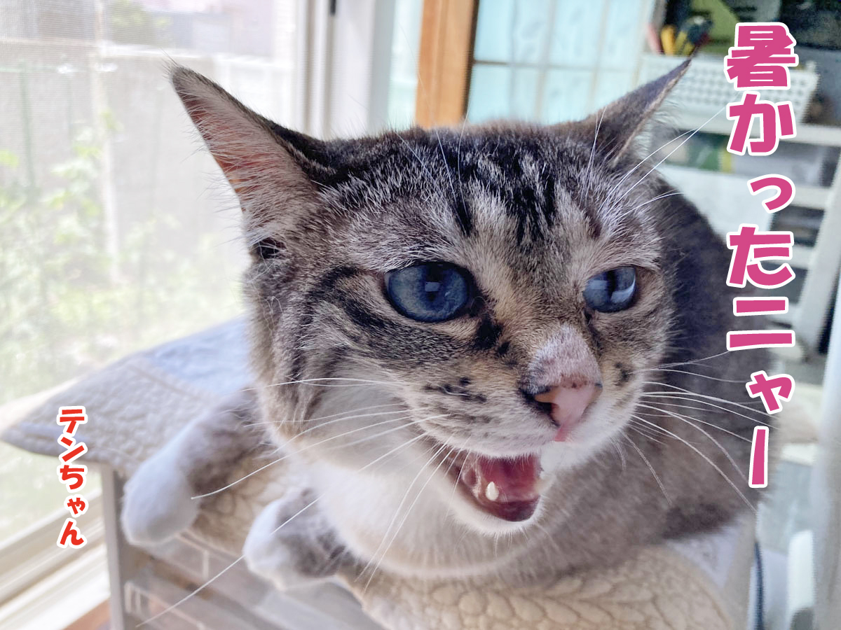 シャムミックスのテンちゃん