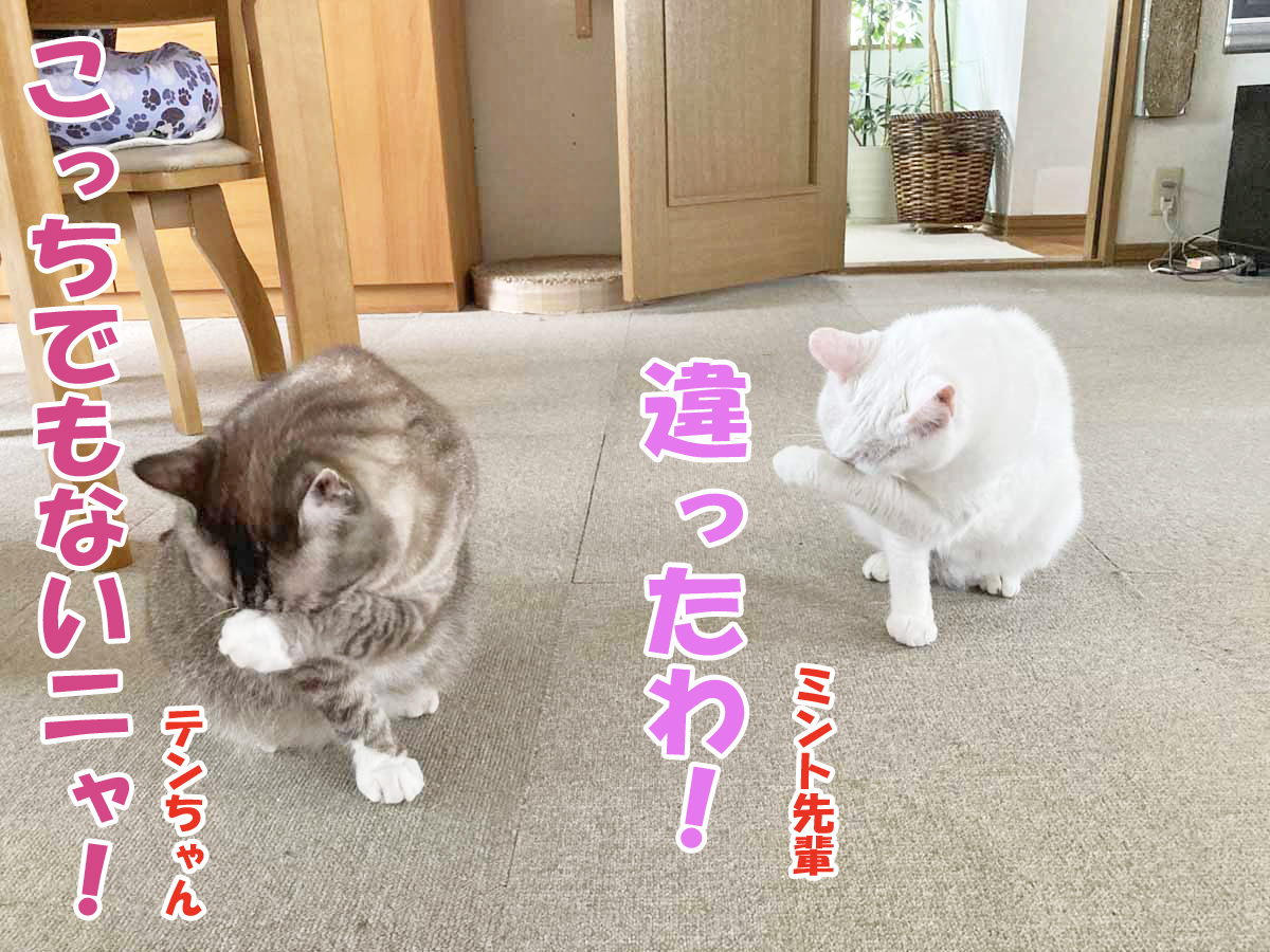 シャムミックスのテンちゃん・白猫ミントちゃん