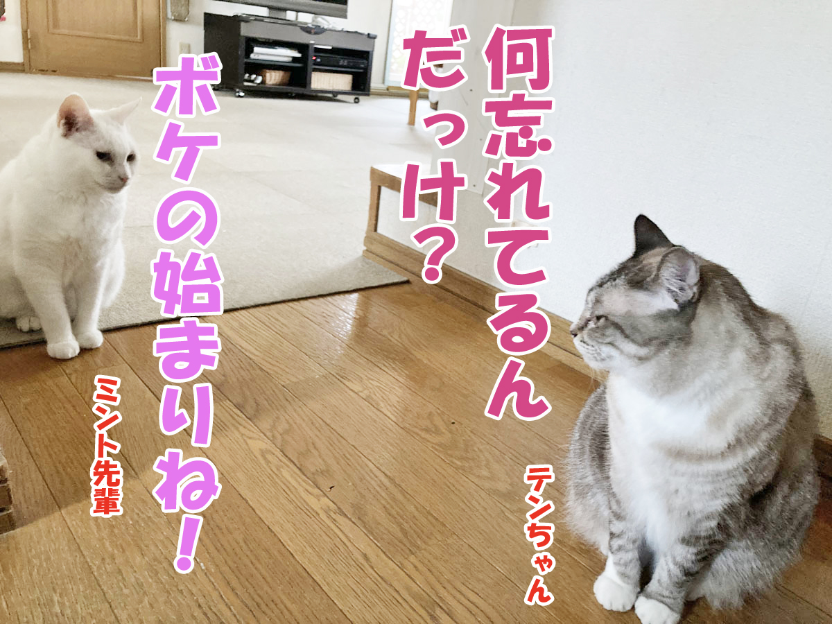 シャムミックスのテンちゃん・白猫ミントちゃん