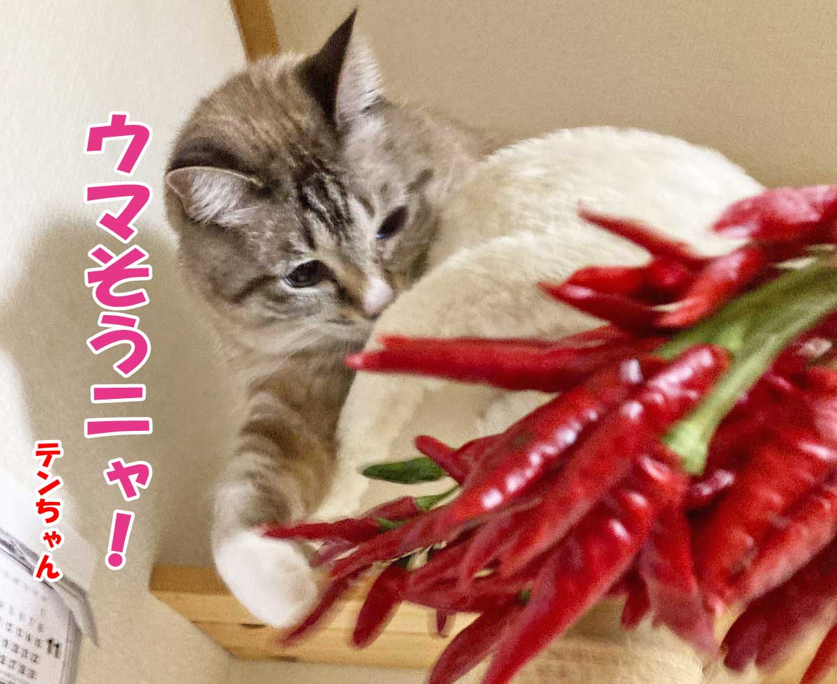 猫と唐辛子
