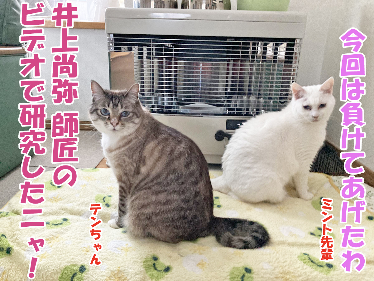 シャムミックスのテンちゃん・白猫ミントちゃん
