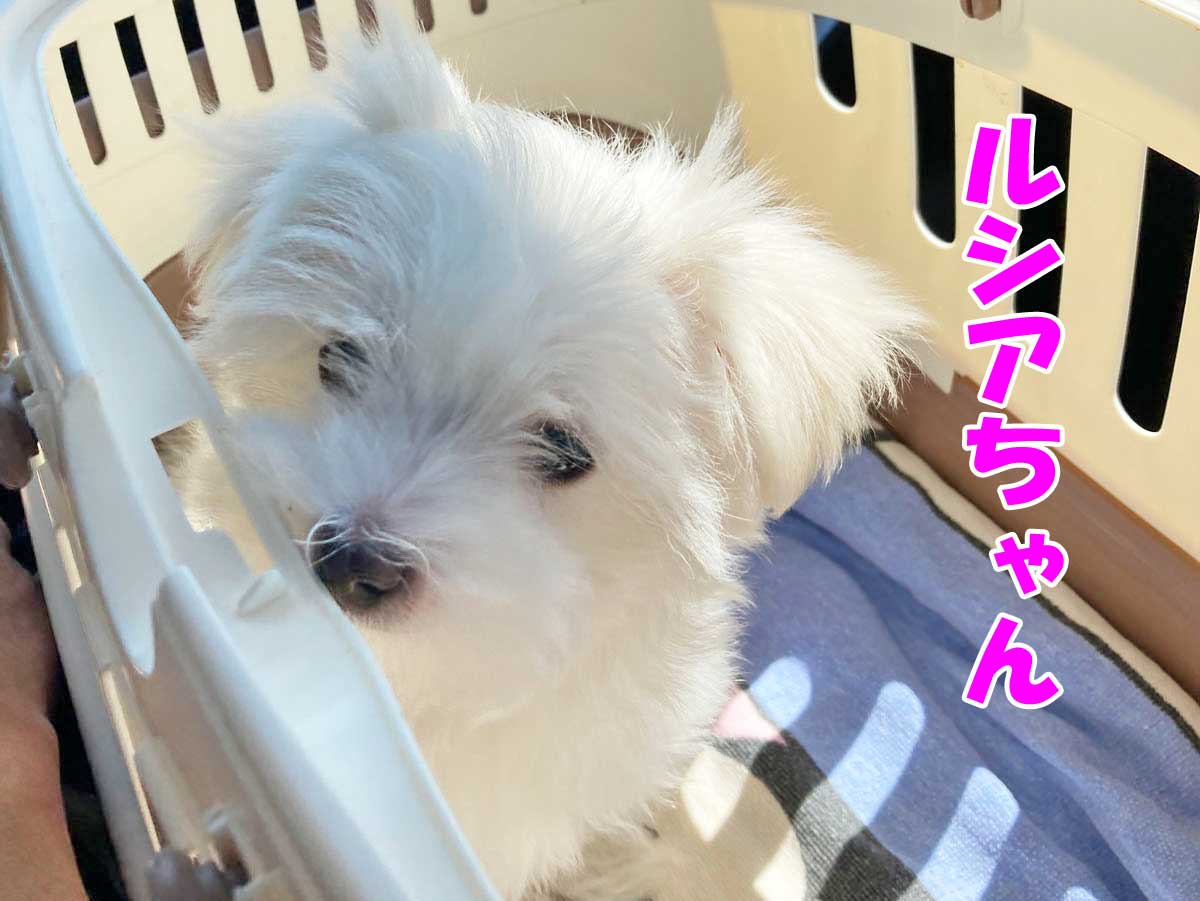 子犬のマルチーズ、ルシアちゃん