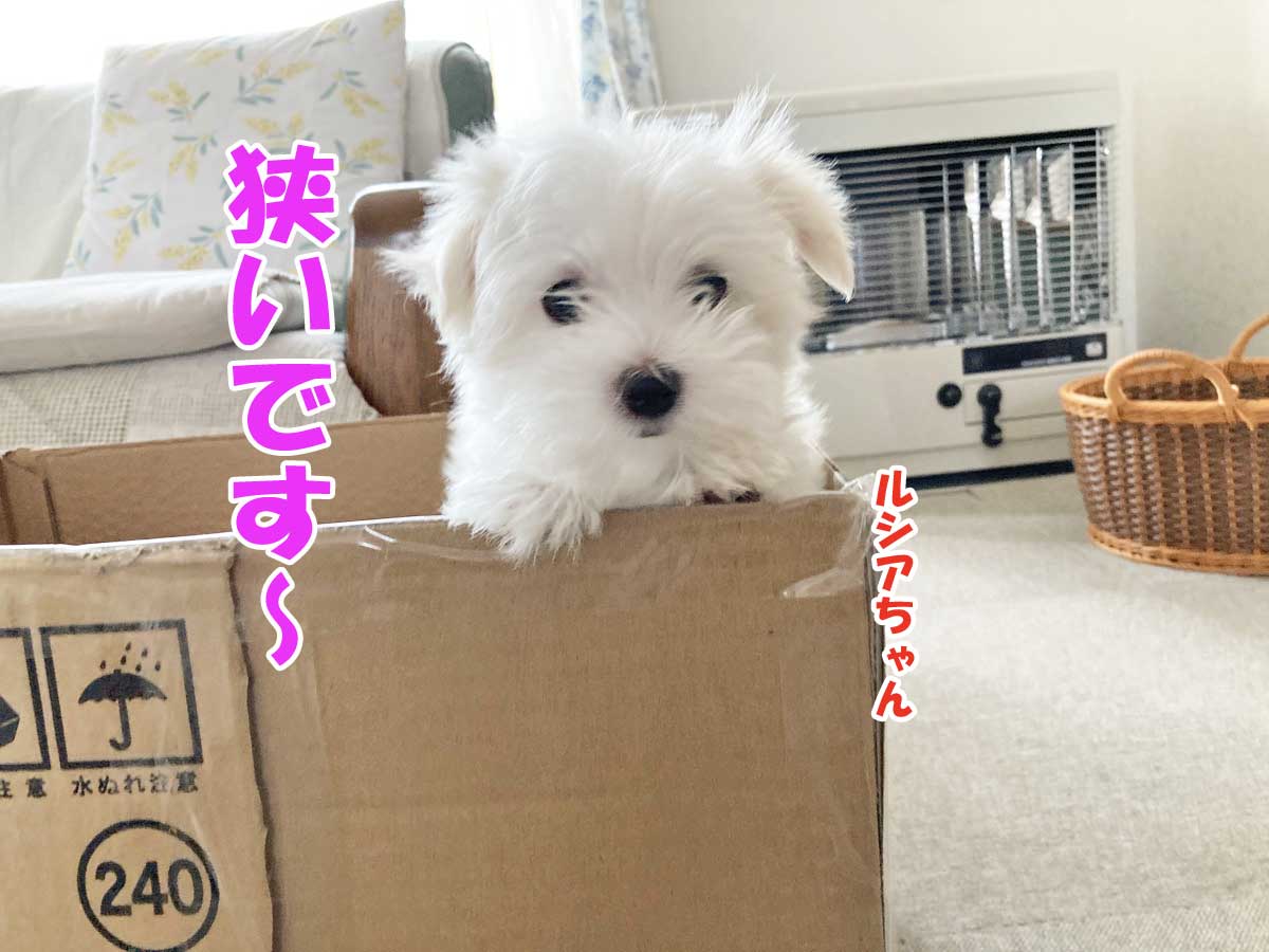 子犬のマルチーズ、ルシアちゃん