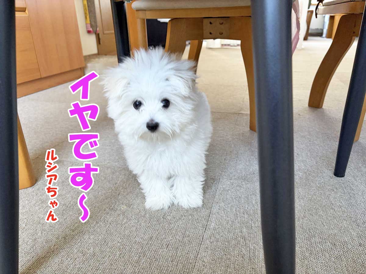 子犬のマルチーズ、ルシアちゃん