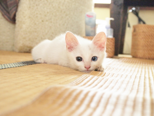 f:id:chanekox:20201208201841j:plain