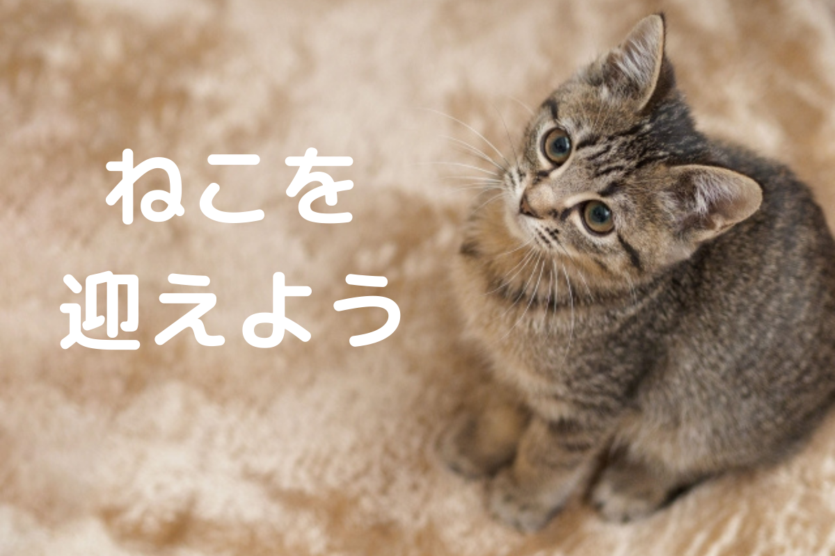 猫 飼う 必要 な もの 初めて猫を飼う方へ 猫ちゃんを家に迎える為の準備 猫 飼う 必要 な もの 初めて猫を飼う方へ 猫ちゃんを家に迎える為の準備