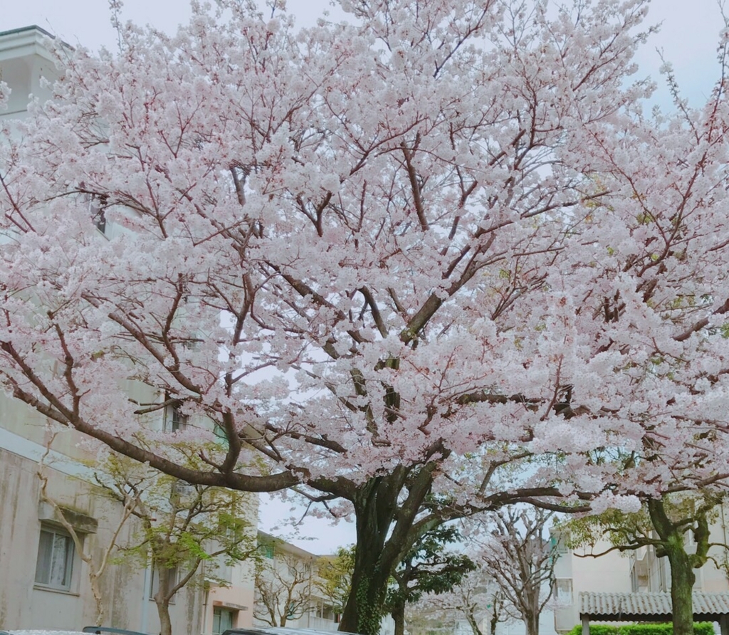 f:id:change_kisu:20170408114514j:plain f:id:change_kisu:20170408114514j:plain