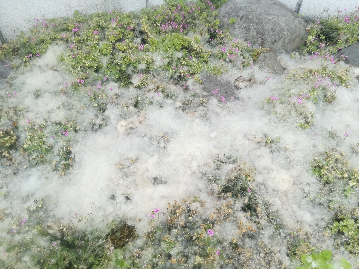 f:id:changpong1987:20190520083207j:plain