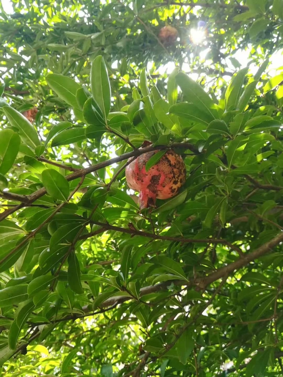 f:id:changpong1987:20190901135307j:plain