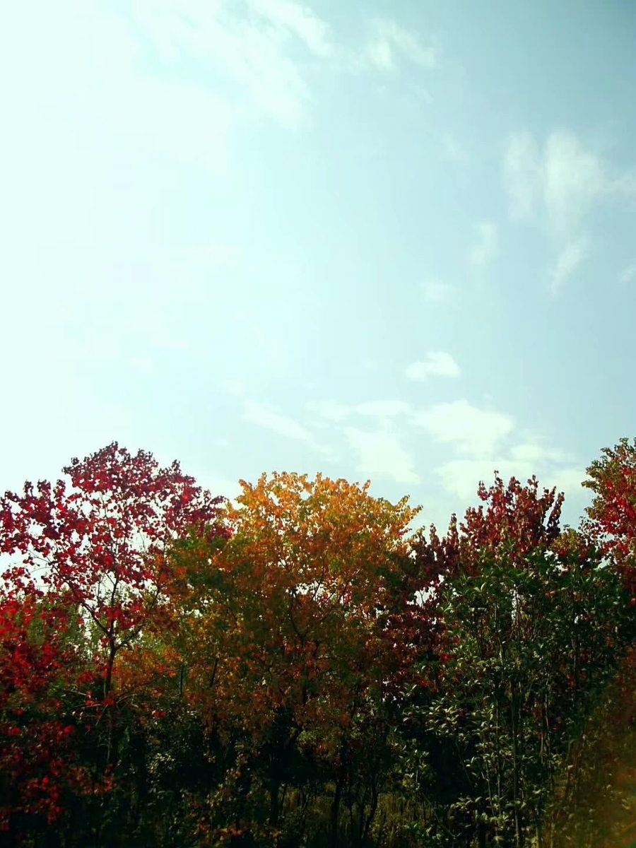 f:id:changpong1987:20191103111236j:plain