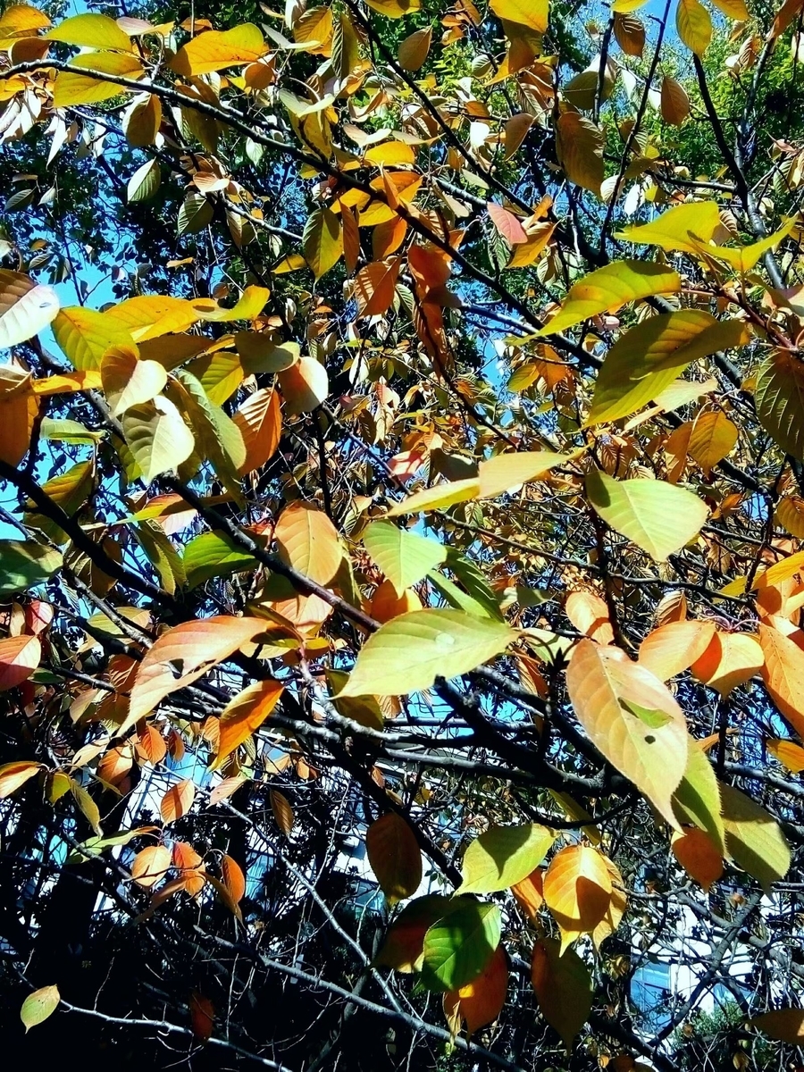 f:id:changpong1987:20191127105756j:plain