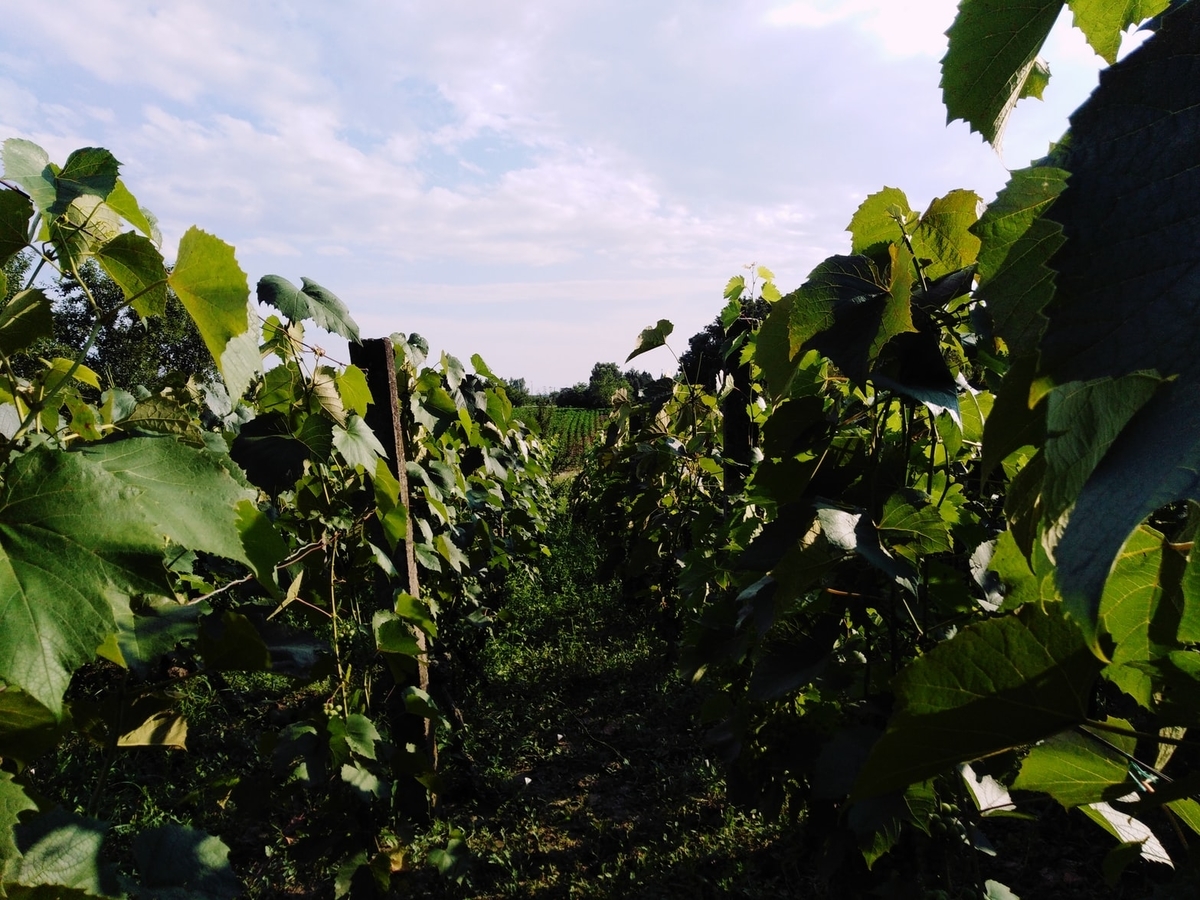 ロジャーグラートの産地｜theDANN media