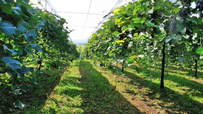 岩の原ワインの産地｜theDANN media