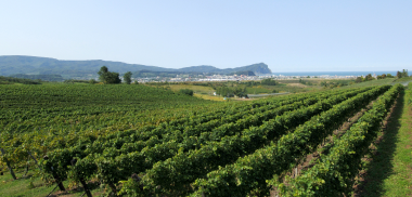 函館ワインの産地|theDANN media