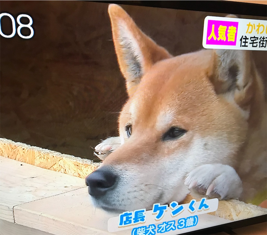 f:id:chanko_bamboo:20190321074252j:image