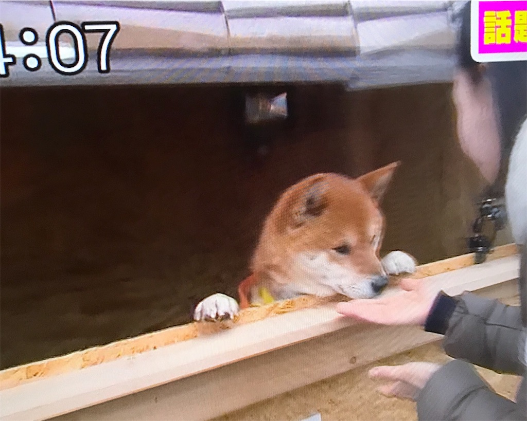 f:id:chanko_bamboo:20190321074256j:image