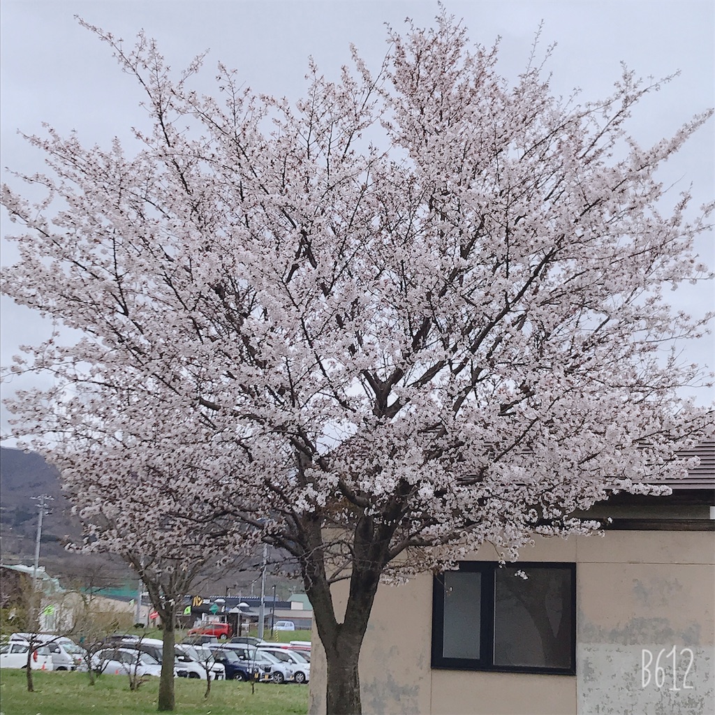f:id:chanko_bamboo:20190504145445j:image f:id:chanko_bamboo:20190504145445j:image