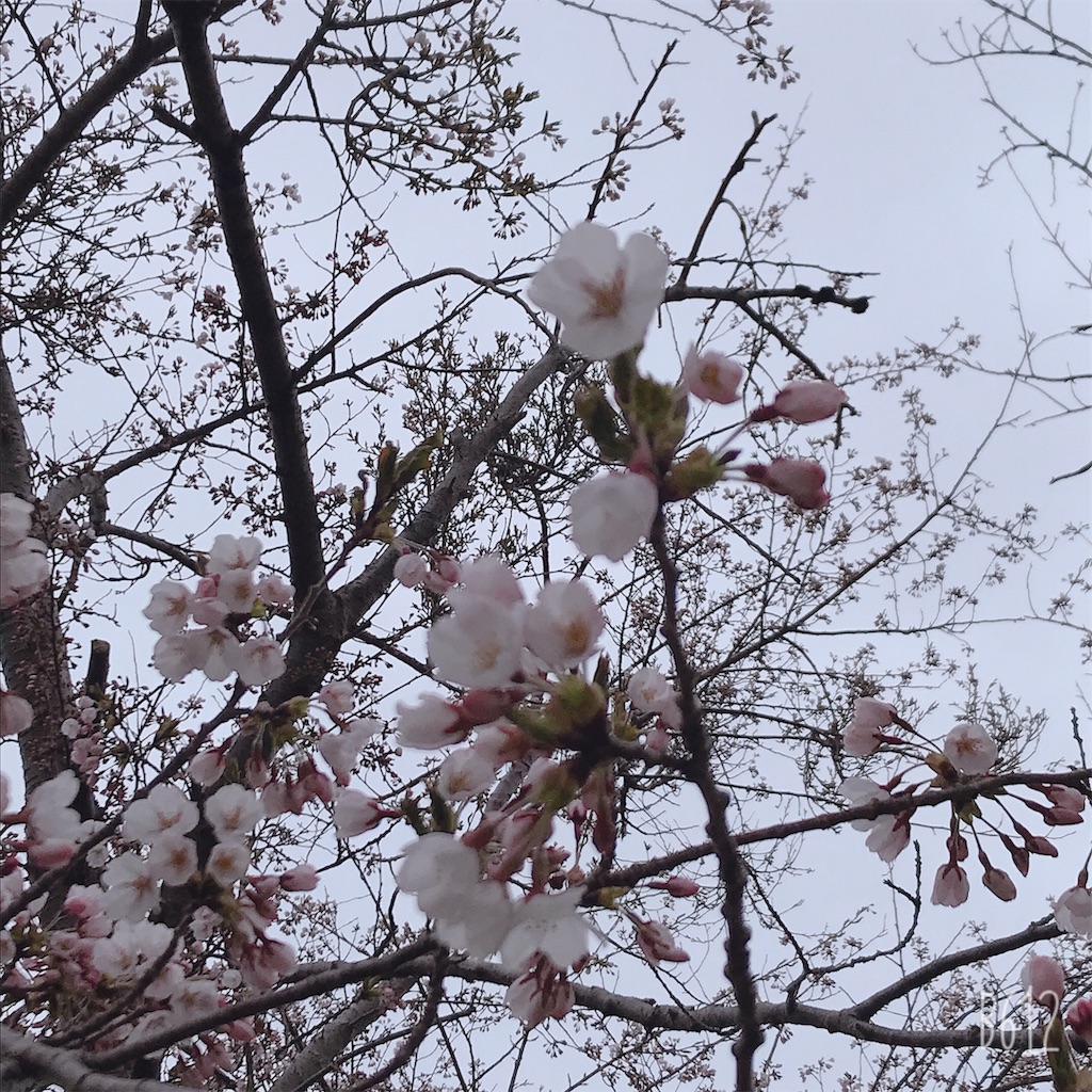 f:id:chanko_bamboo:20190504145510j:image f:id:chanko_bamboo:20190504145510j:image