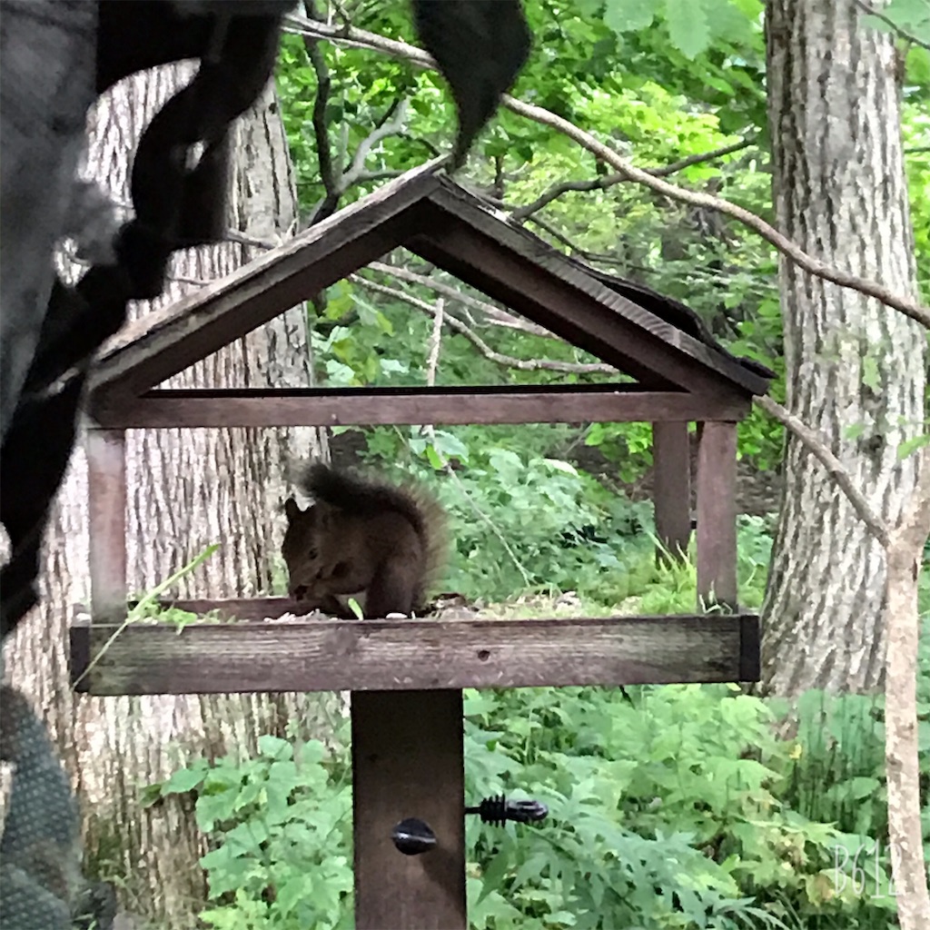 f:id:chanko_bamboo:20190824165744j:image f:id:chanko_bamboo:20190824165744j:image