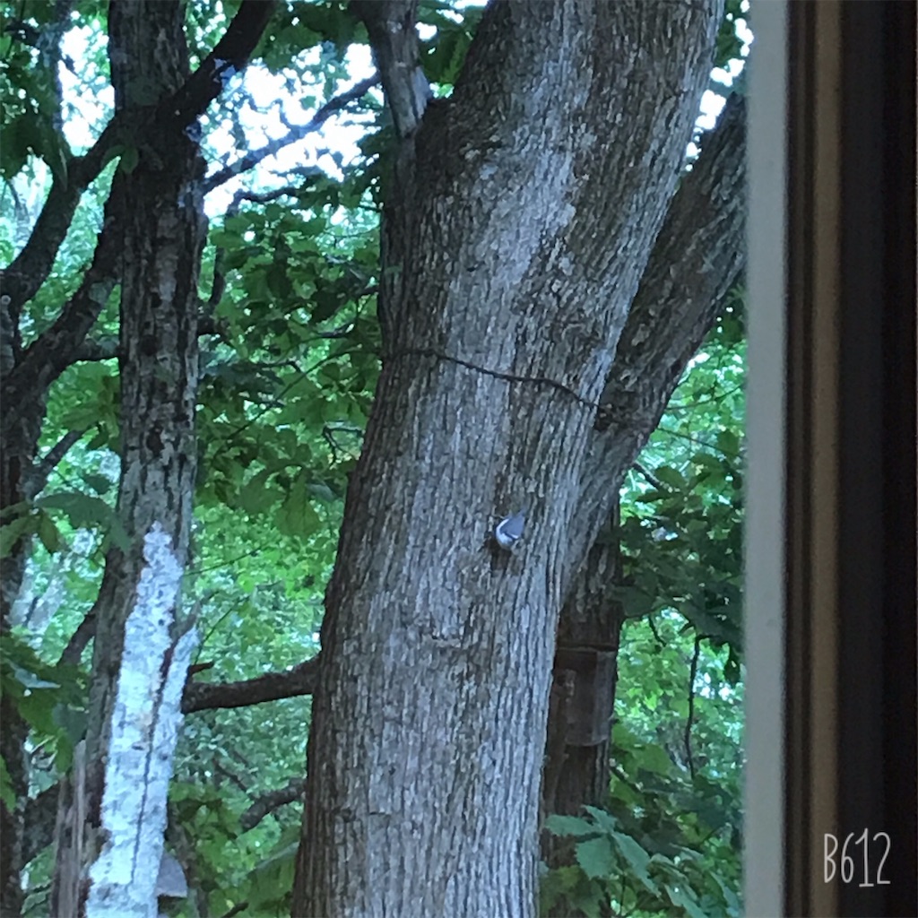 f:id:chanko_bamboo:20190824165854j:image f:id:chanko_bamboo:20190824165854j:image