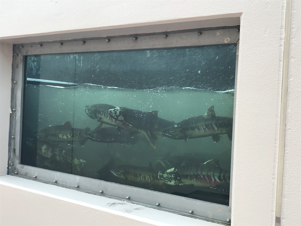 f:id:chanko_bamboo:20191003141416j:image f:id:chanko_bamboo:20191003141416j:image