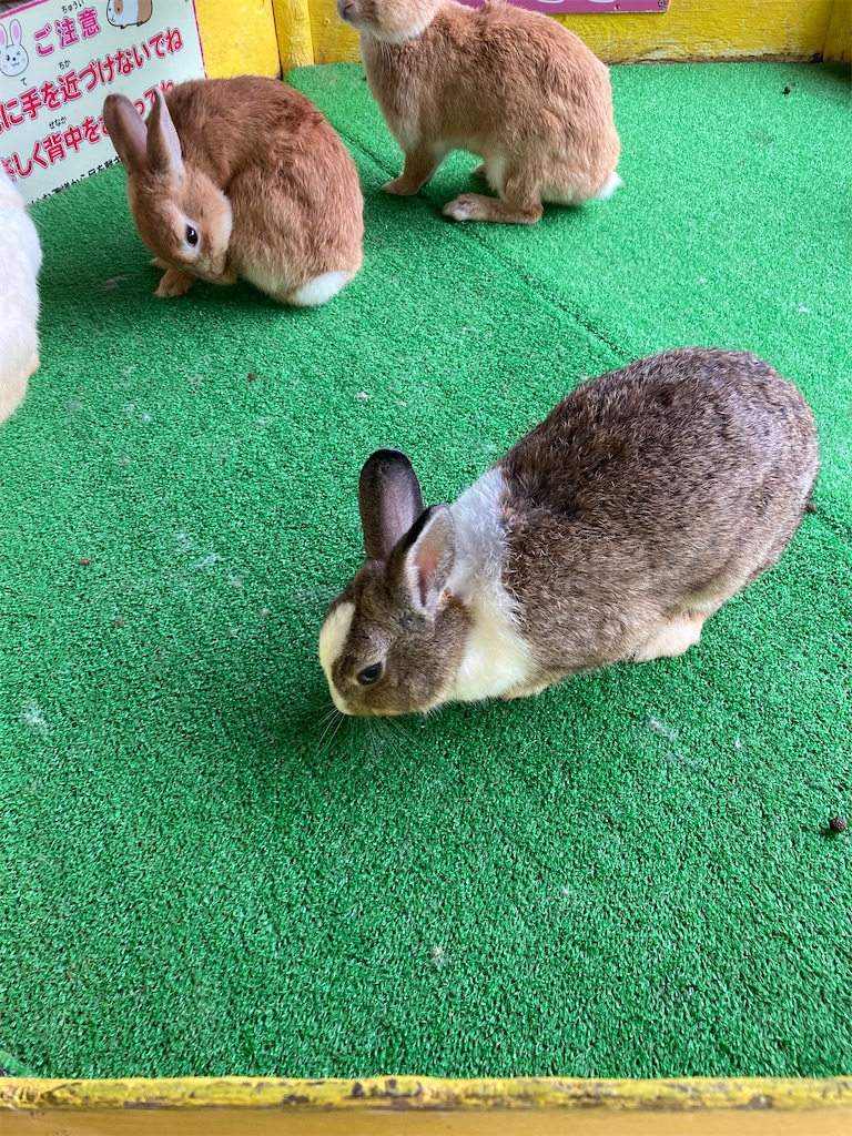 f:id:chanko_bamboo:20230715125328j:image f:id:chanko_bamboo:20230715125328j:image