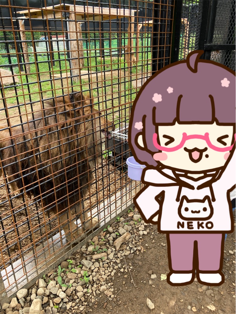 f:id:chanko_bamboo:20230715125330j:image f:id:chanko_bamboo:20230715125330j:image