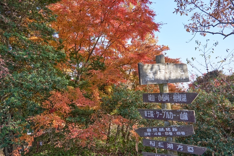 f:id:chankochanko:20201118223038j:plain
